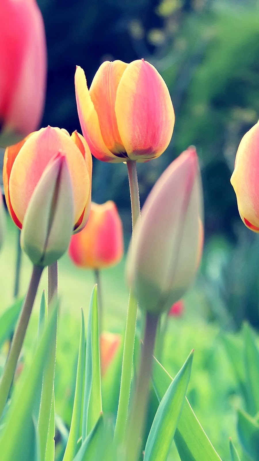 galleria di sfondi android centrale,fiore,pianta fiorita,petalo,tulipano,pianta