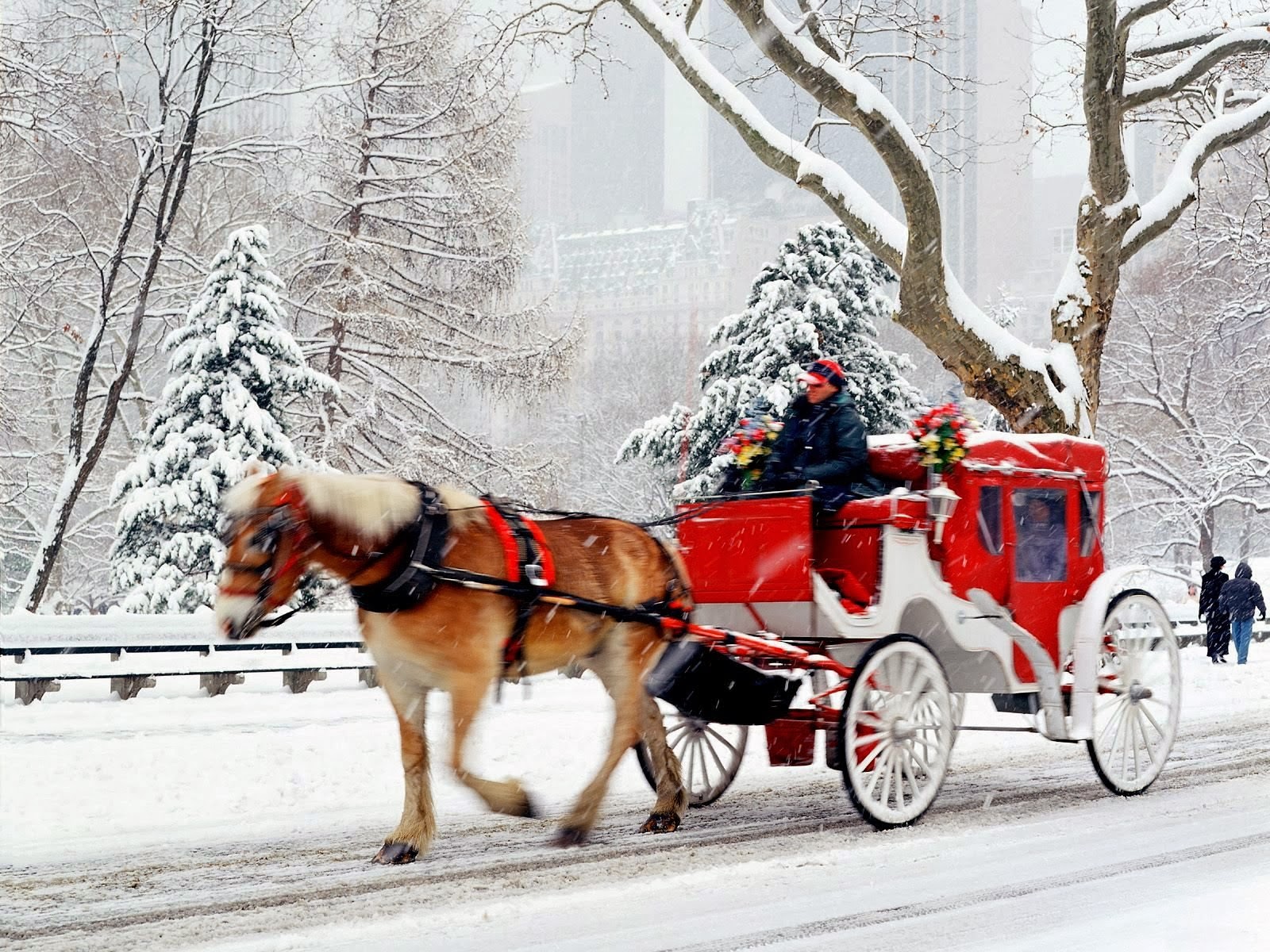 android central wallpaper galerie,pferd und buggy,fahrzeug,pferd,winter,wagen