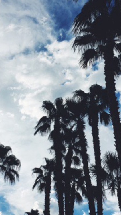 fondos de pantalla para tumblr,árbol,cielo,naturaleza,palmera,planta leñosa