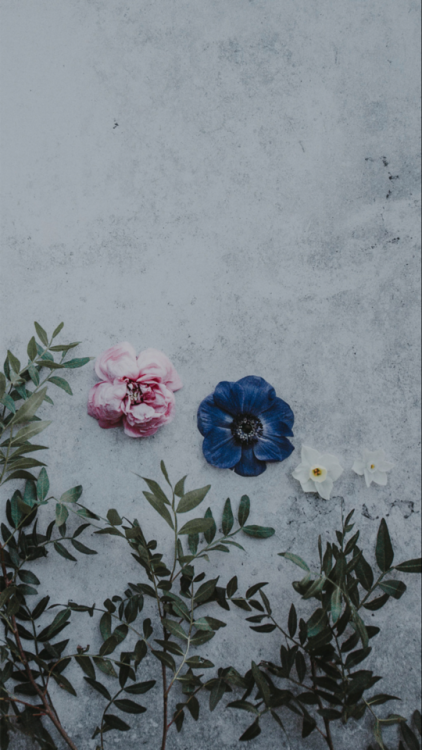 壁紙tumblrヴィンテージ,青い,花,工場,花弁,バラ科