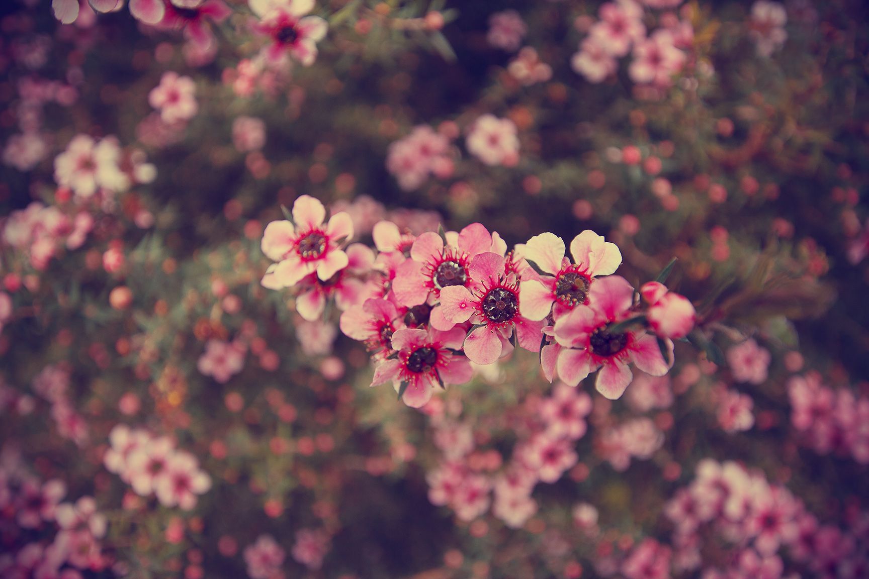 fondos de pantalla tumblr vintage,flor,rosado,primavera,pétalo,planta