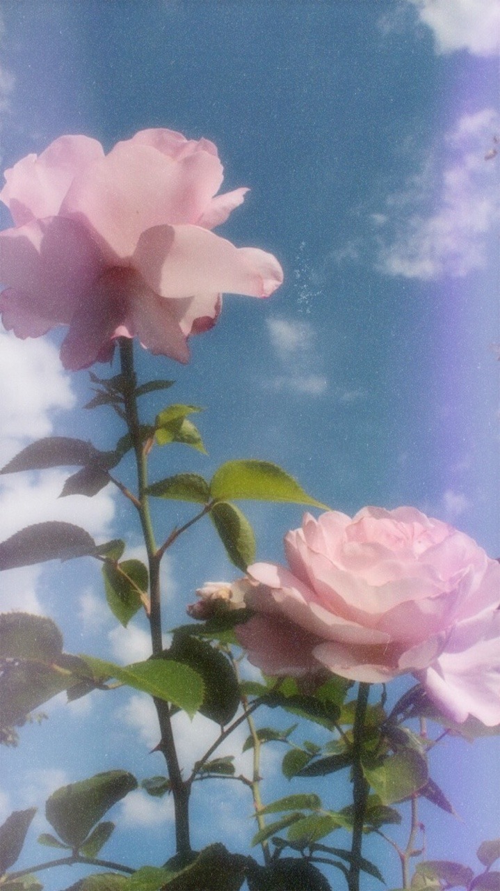fondos de pantalla tumblr vintage,planta floreciendo,flor,pétalo,cielo,rosado