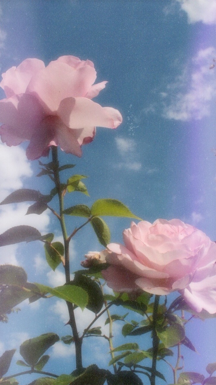 Tapete Tumblr Vintage Bluhende Pflanze Blume Blutenblatt Himmel Rosa 75691 Wallpaperuse