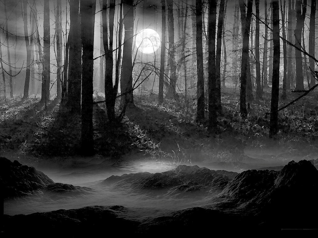 fondo de pantalla de bosque oscuro,naturaleza,agua,negro,bosque,árbol