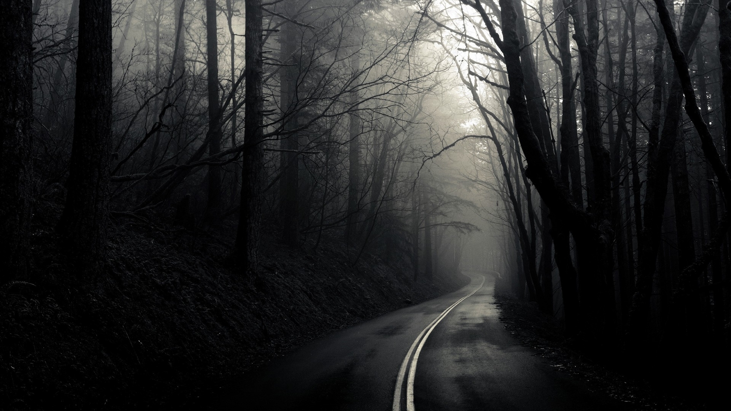 fond d'écran forêt sombre,la nature,noir,paysage naturel,arbre,noir et blanc