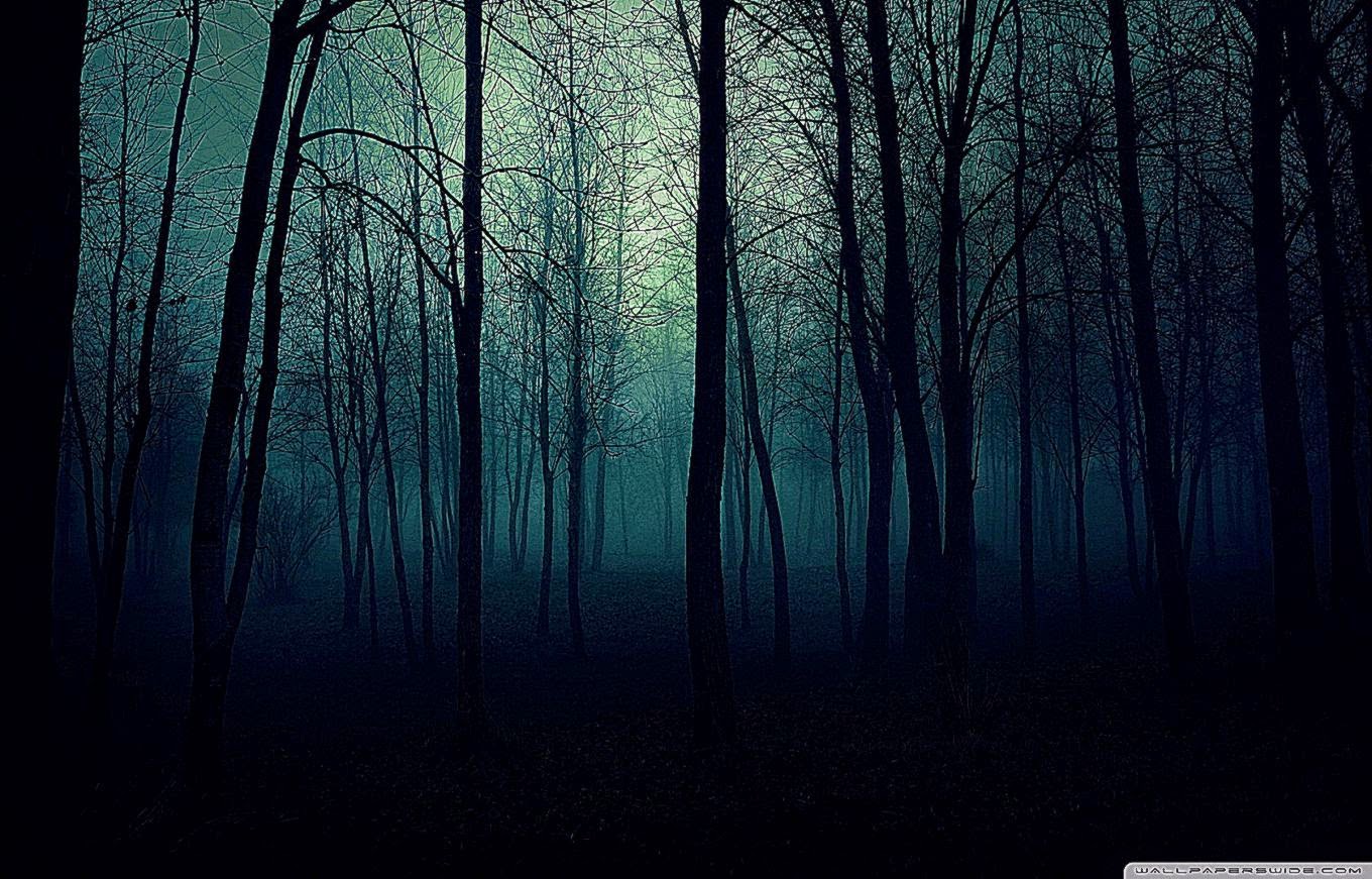 暗い森の壁紙,自然の風景,自然,青い,木,森林