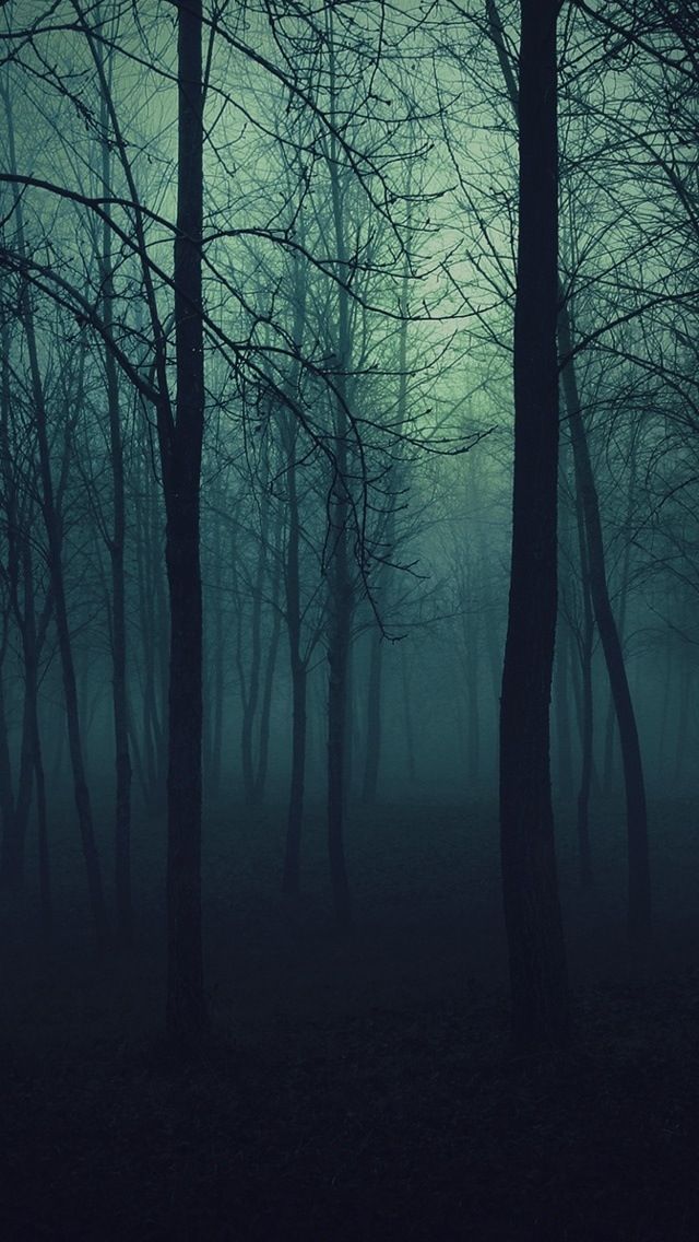 fond d'écran forêt sombre,la nature,paysage naturel,forêt,bleu,arbre