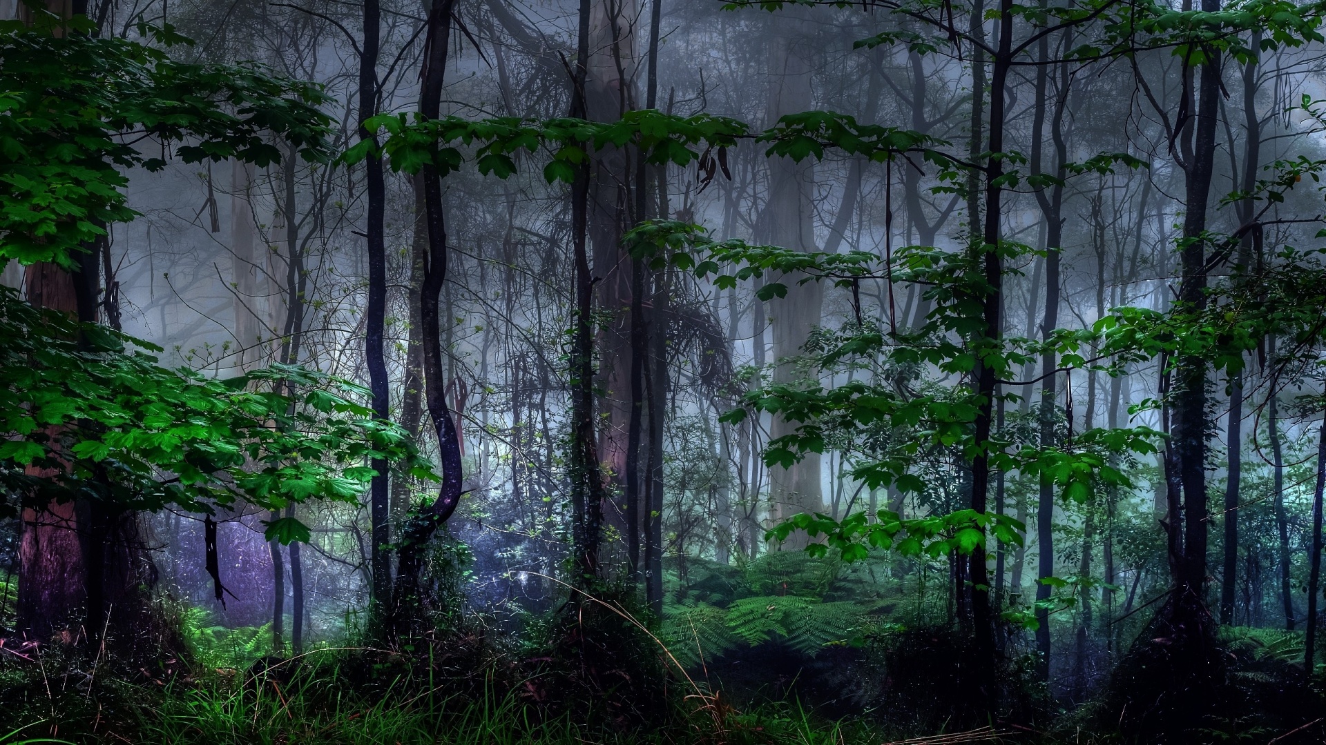 fond d'écran forêt sombre,arbre,forêt,la nature,vert,forêt ancienne
