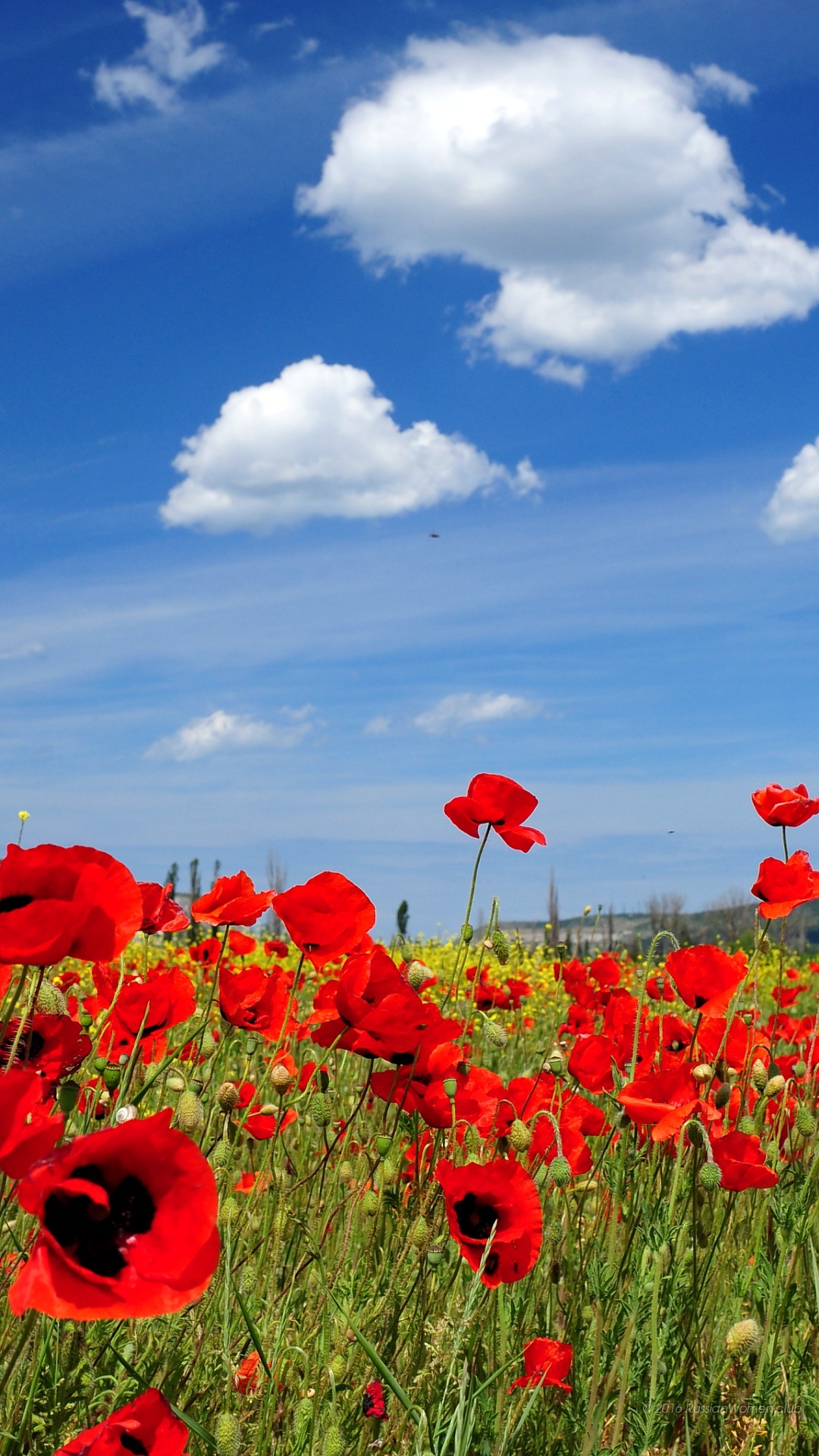 fond d'écran huawei p9,fleur,paysage naturel,ciel,la nature,coquelicot