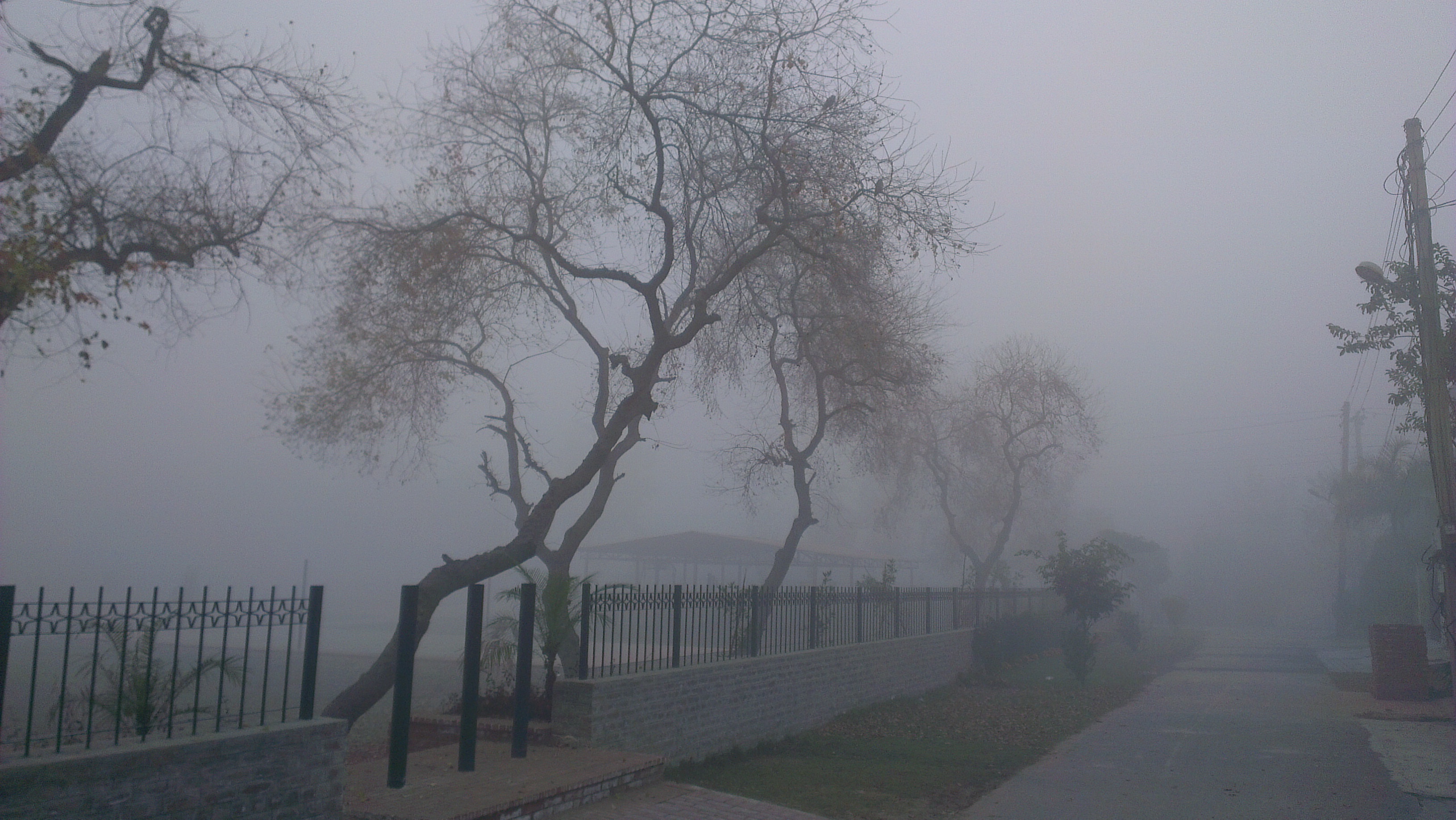 グランジ壁紙tumblr,霧,靄,もや,木,空