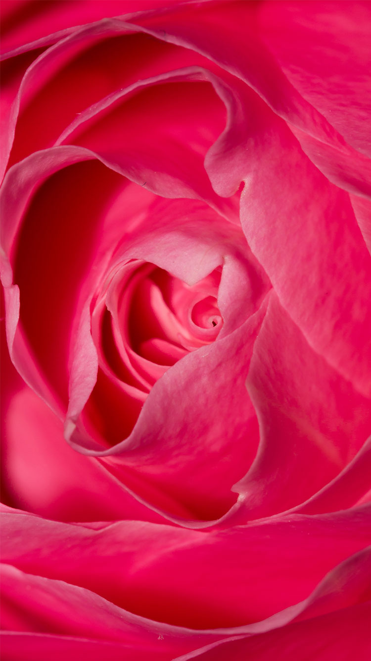 pink phone wallpaper,garden roses,petal,pink,rose,red