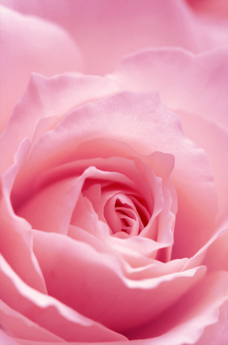 pink phone wallpaper,garden roses,petal,pink,flower,rose