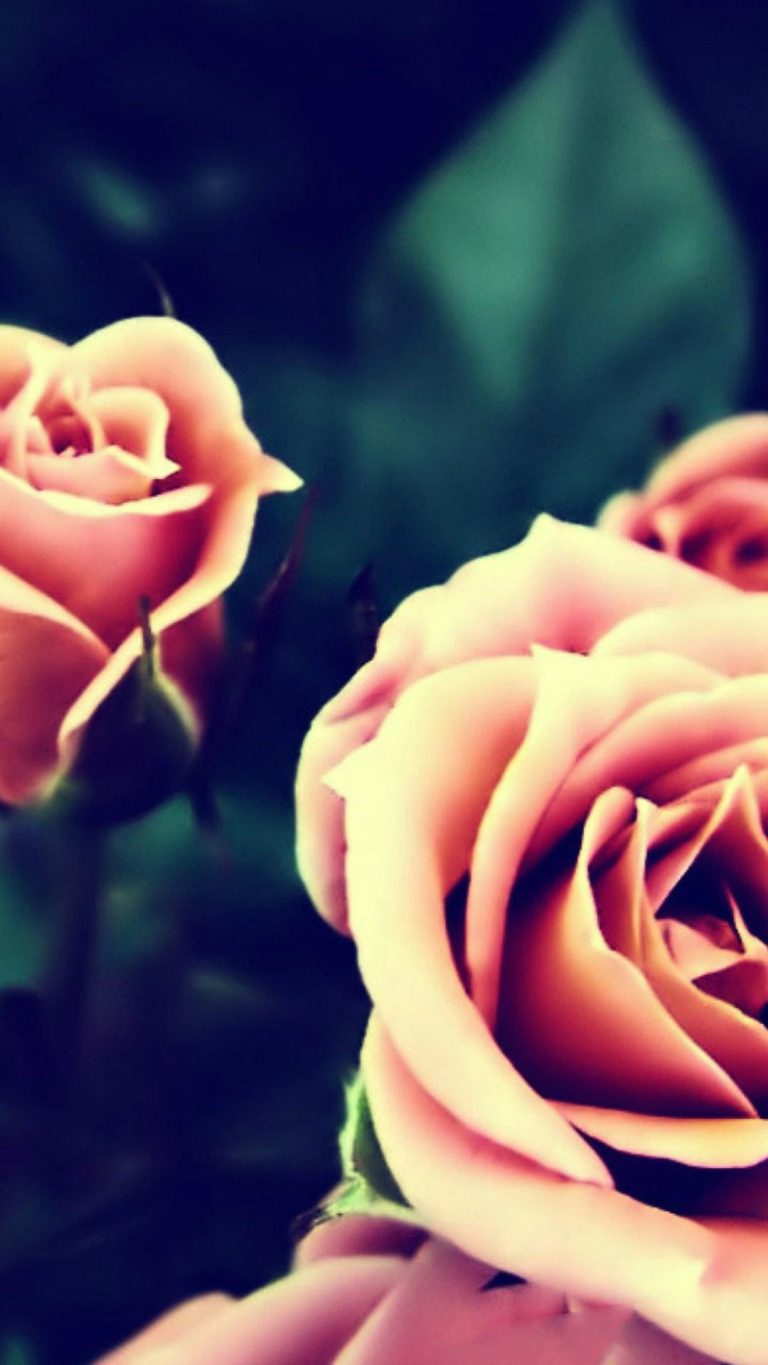 핑크 전화 벽지,꽃잎,정원 장미,자연,장미,분홍