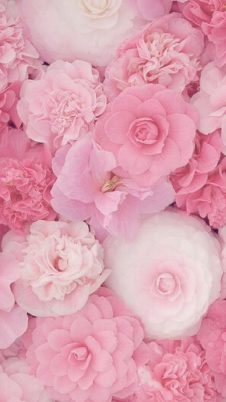 ピンクの電話の壁紙,ピンク,花,花弁,ローズ,庭のバラ