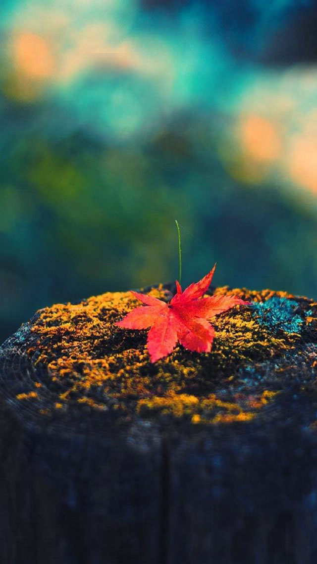 秋のiphone壁紙,葉,自然,赤,空,緑