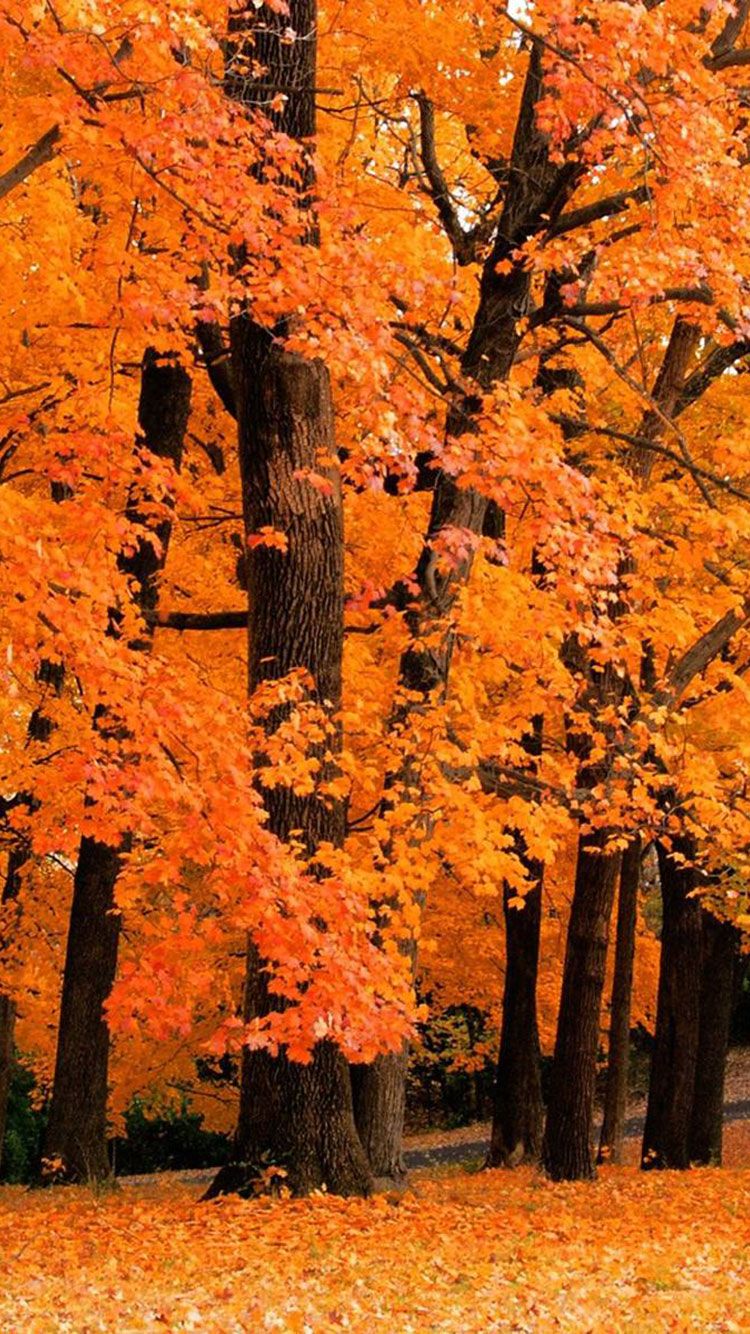 autumn iphone wallpaper,tree,nature,deciduous,leaf,natural landscape