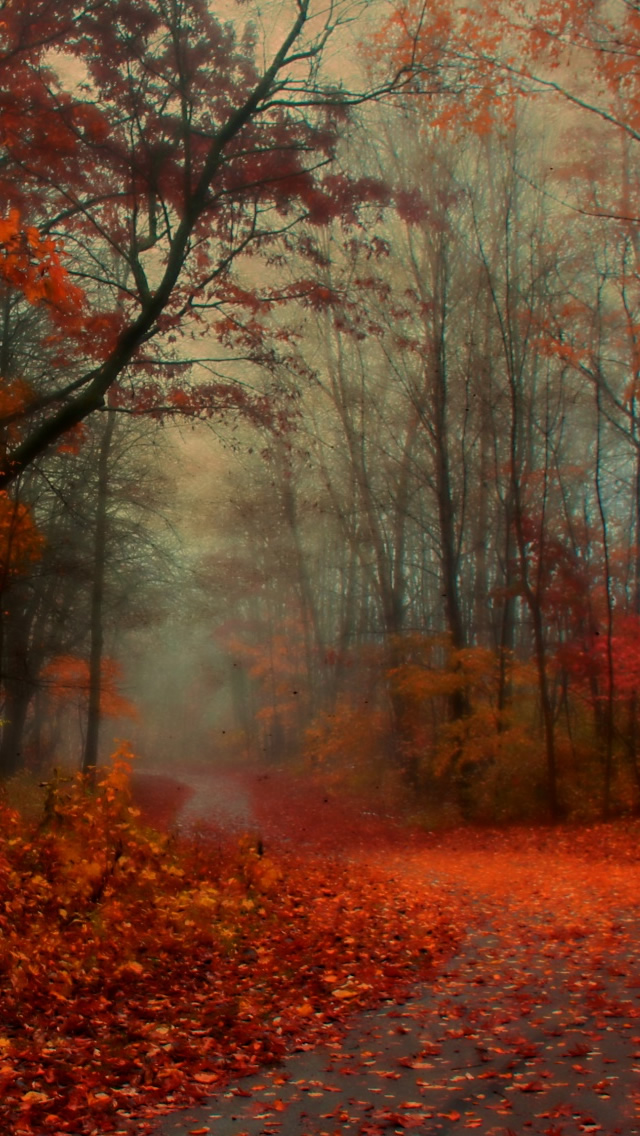 秋のiphone壁紙,自然の風景,自然,森林,木,森林
