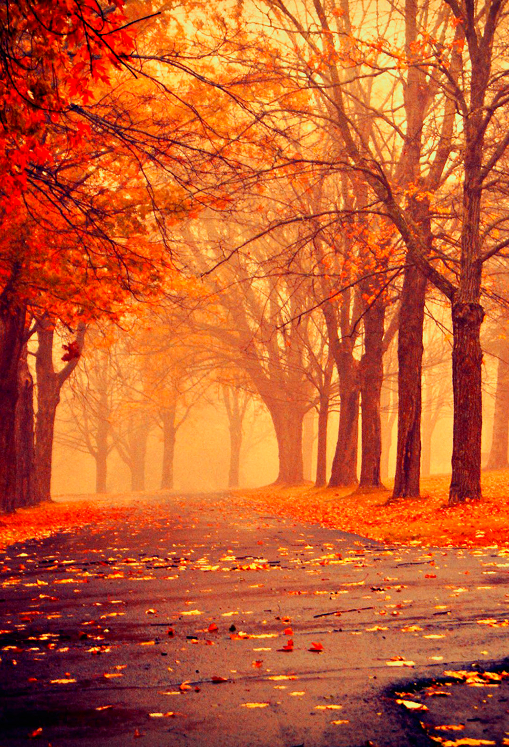 秋のiphone壁紙,自然の風景,自然,木,空,赤