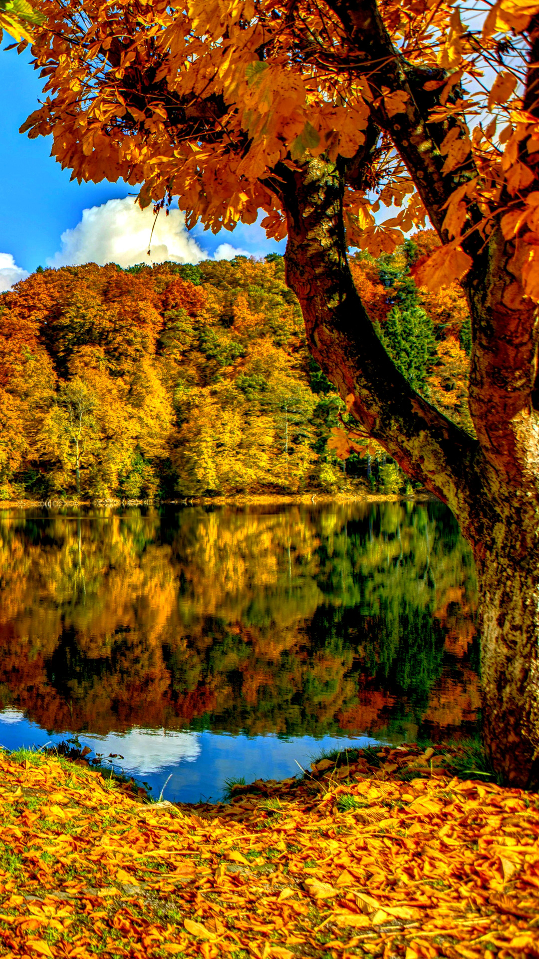 autumn iphone wallpaper,nature,tree,natural landscape,leaf,autumn