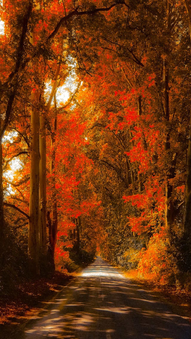 가을 아이폰 배경 화면,자연 경관,나무,자연,잎,가을