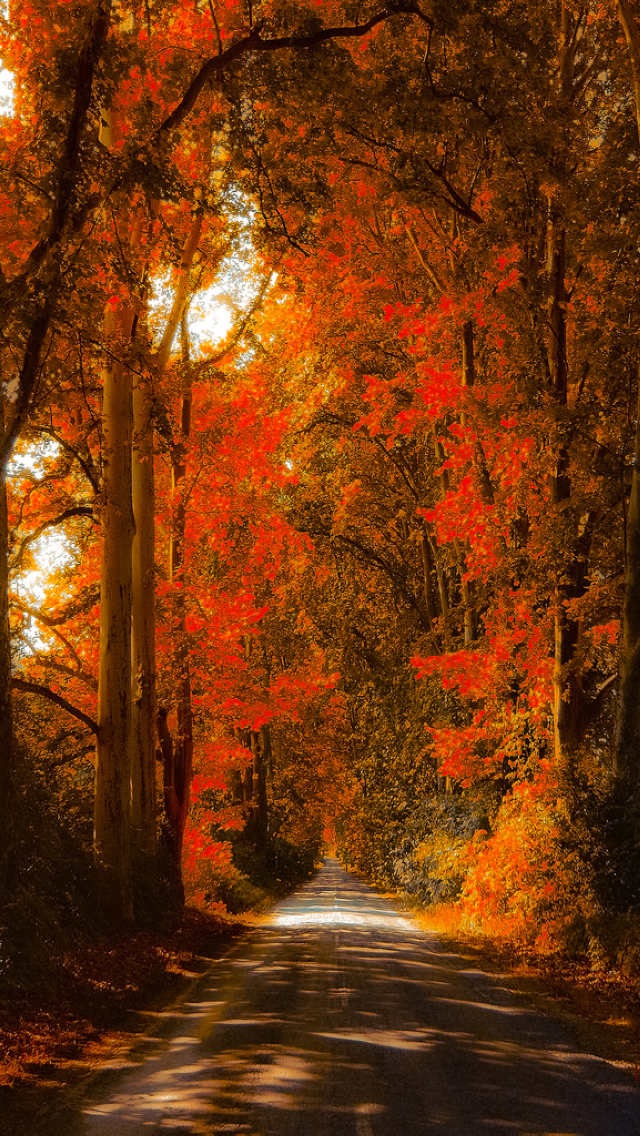 herbst iphone wallpaper,natürliche landschaft,baum,natur,blatt,herbst