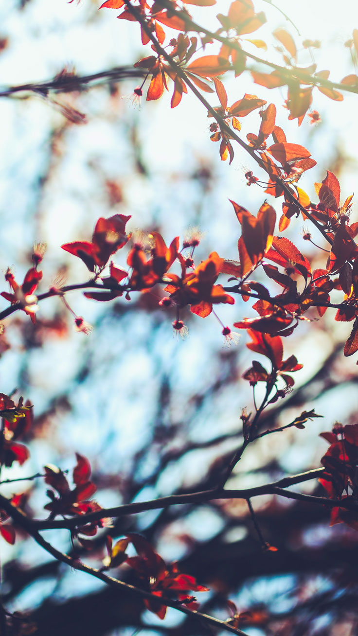 otoño fondo de pantalla para iphone,árbol,ramita,rojo,planta,primavera