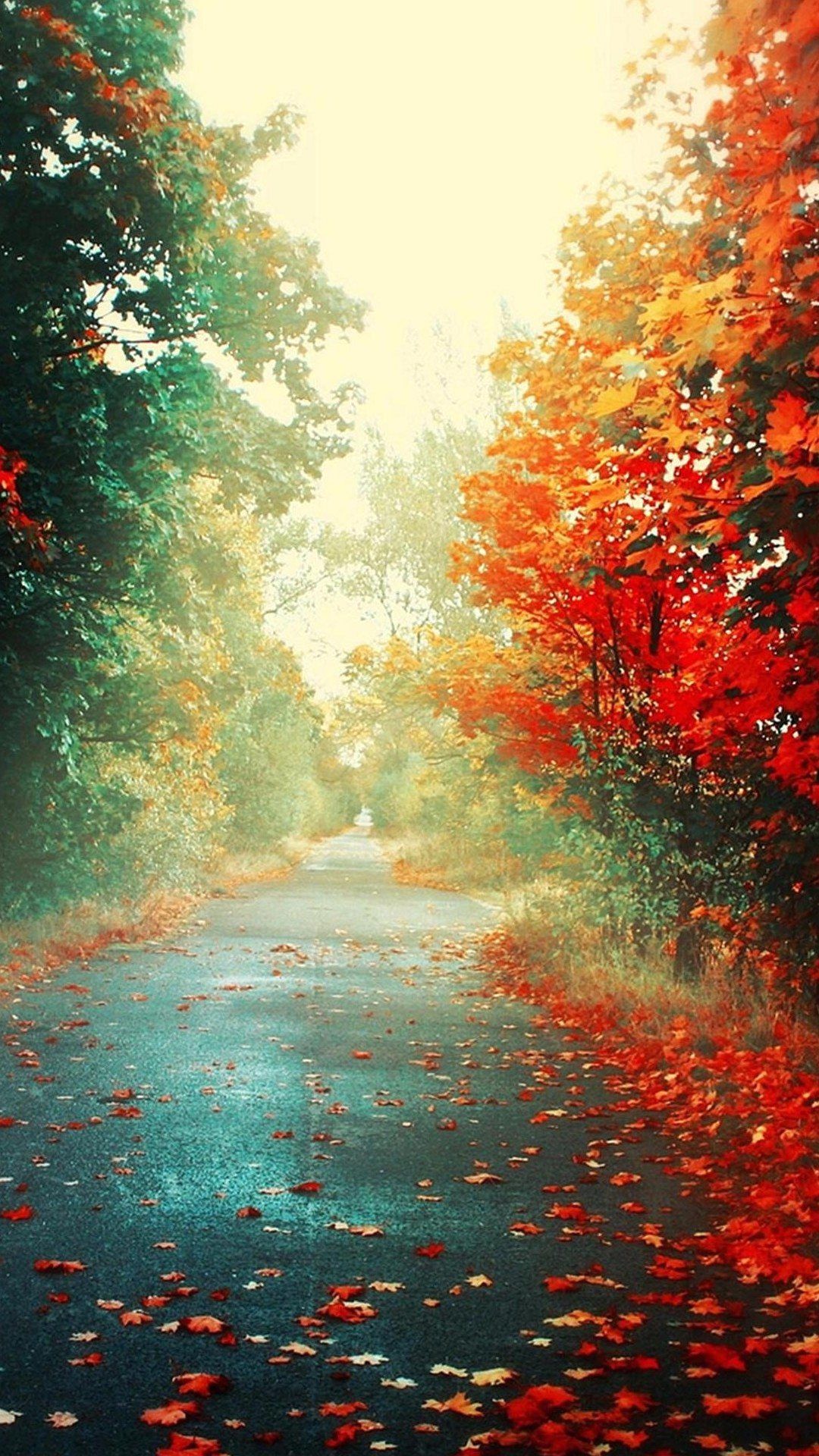 otoño fondo de pantalla para iphone,naturaleza,paisaje natural,rojo,cielo,árbol
