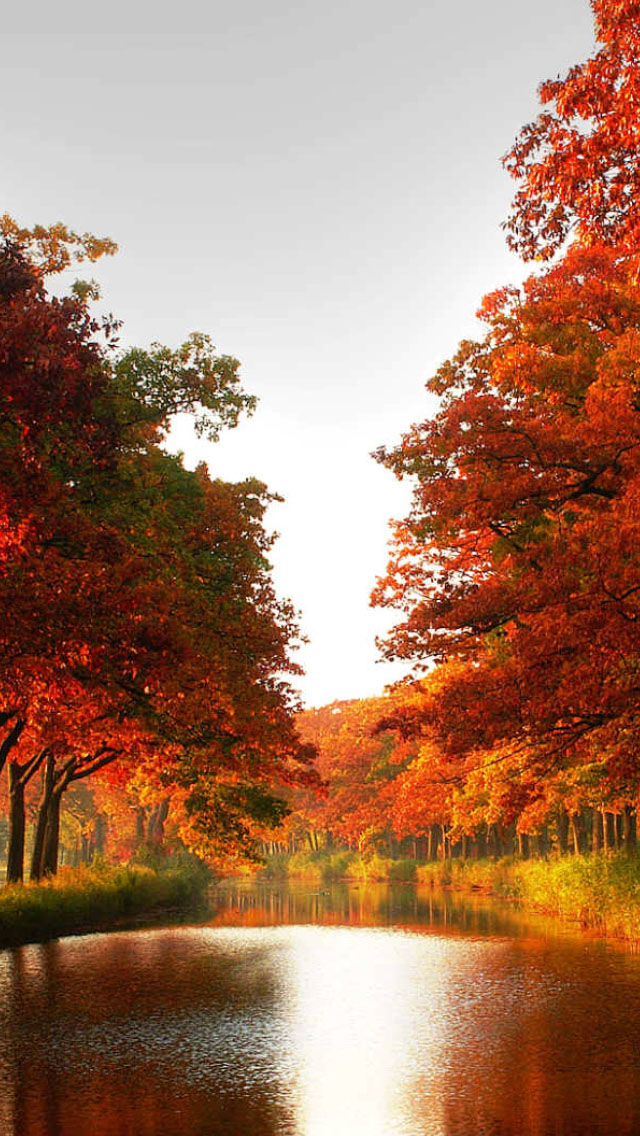 autunno sfondi per iphone,paesaggio naturale,natura,albero,riflessione,foglia