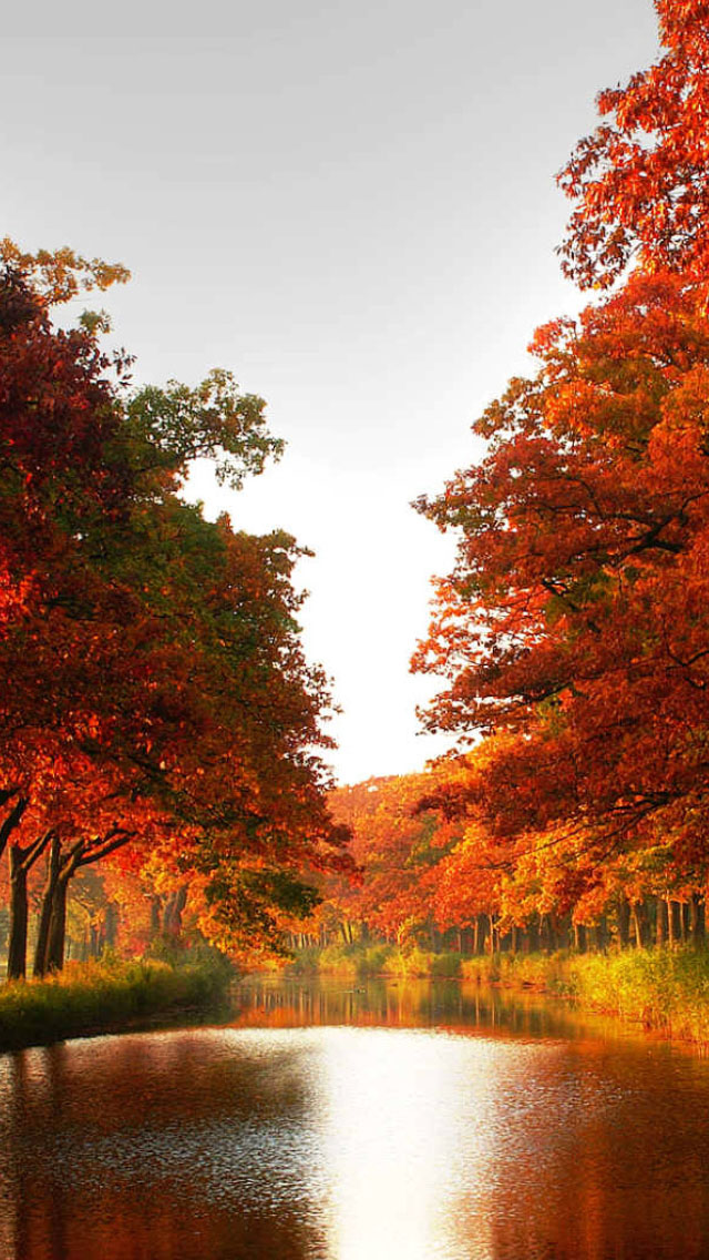 herbst iphone wallpaper,natürliche landschaft,natur,baum,betrachtung,blatt