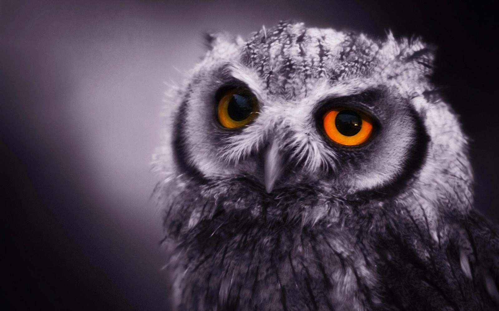 owl wallpaper hd,owl,bird,bird of prey,western screech owl,beak