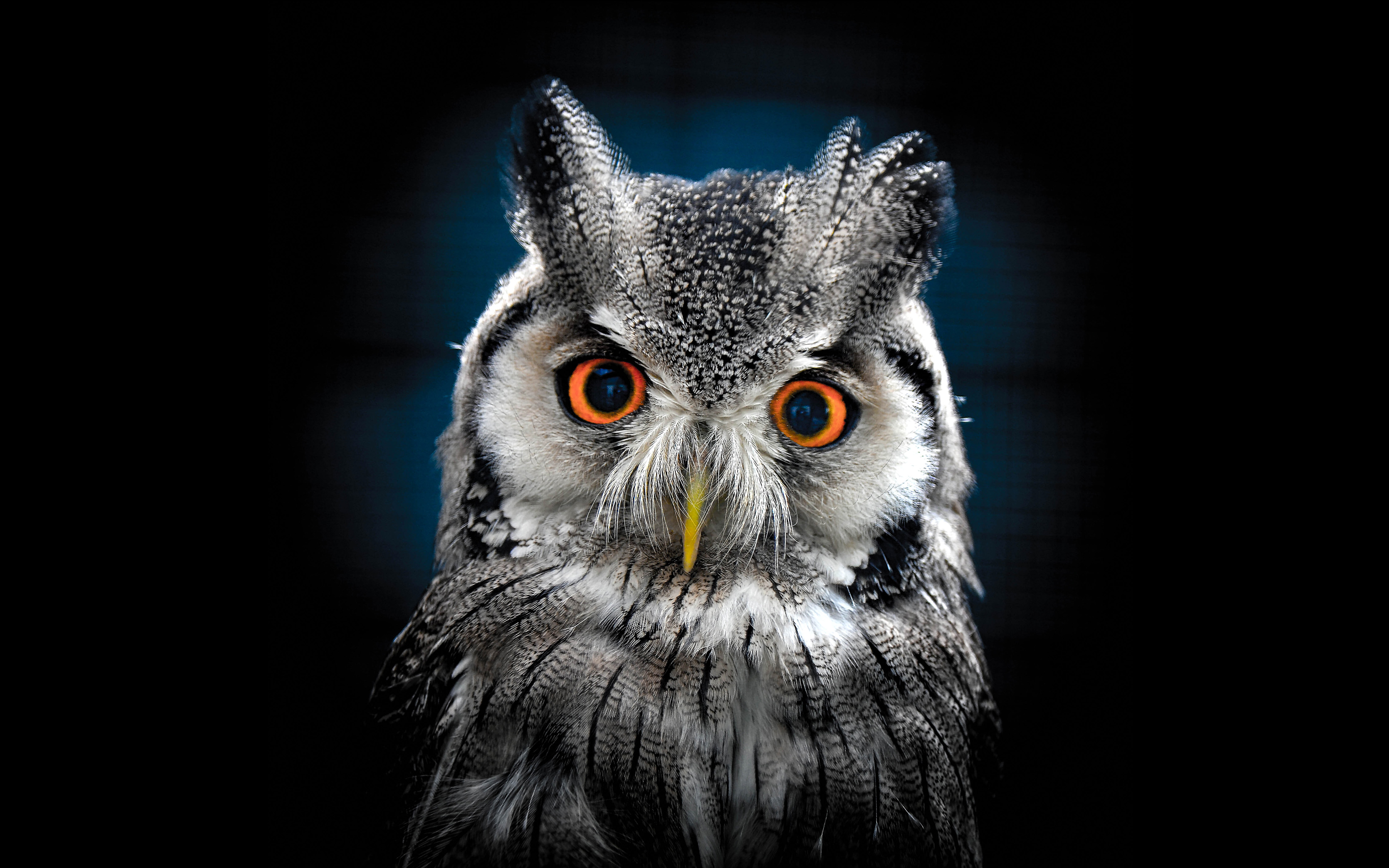 owl wallpaper hd,owl,bird,vertebrate,bird of prey,eastern screech owl