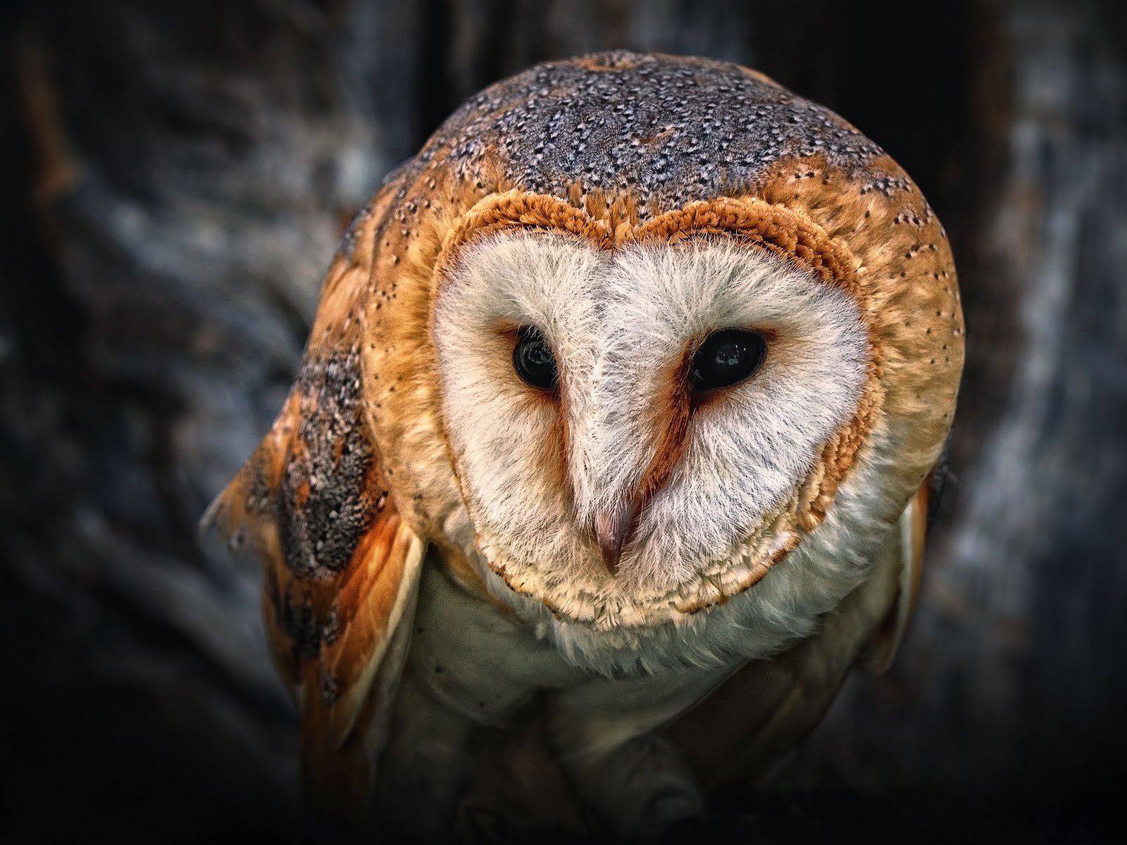 フクロウ壁紙hd,メンフクロウ,フクロウ,鳥,猛禽,野生動物