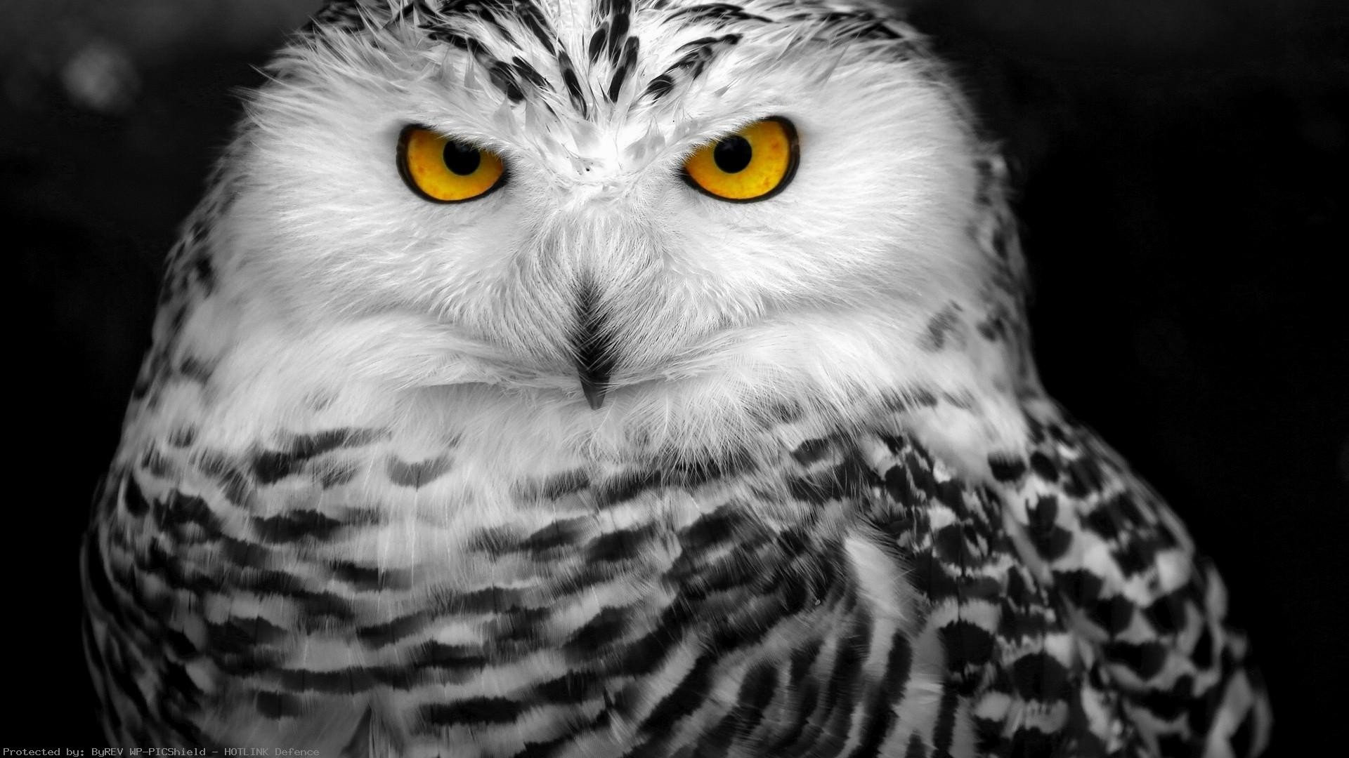 owl wallpaper hd,bird,owl,bird of prey,vertebrate,beak