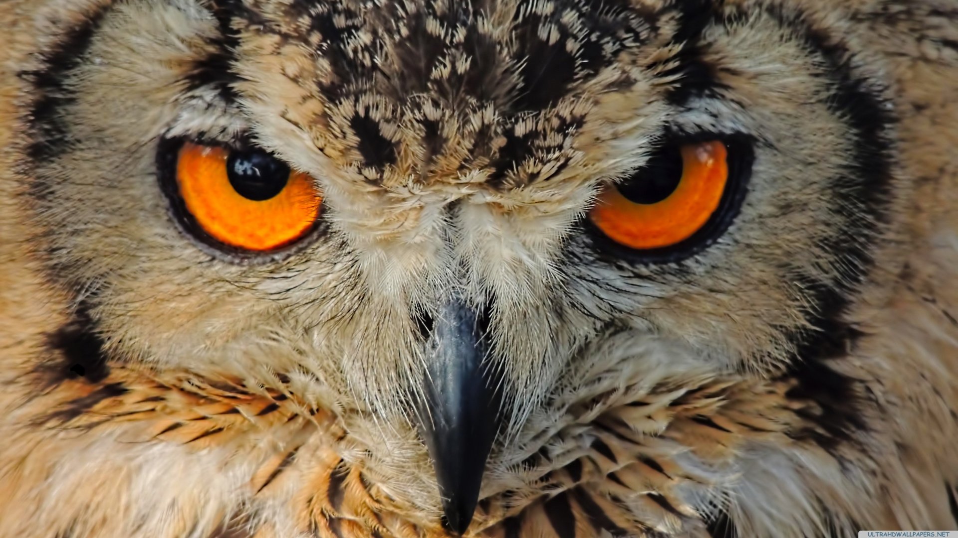 owl wallpaper hd,owl,bird,vertebrate,bird of prey,beak