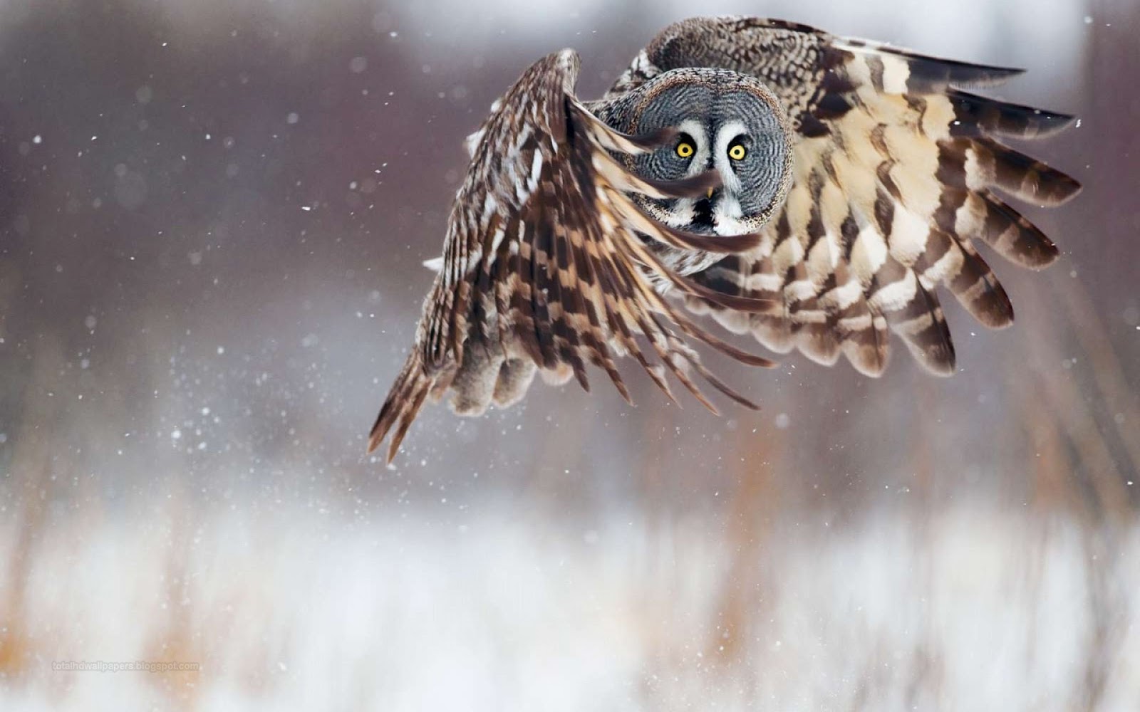 owl wallpaper hd,owl,bird,bird of prey,great grey owl,beak