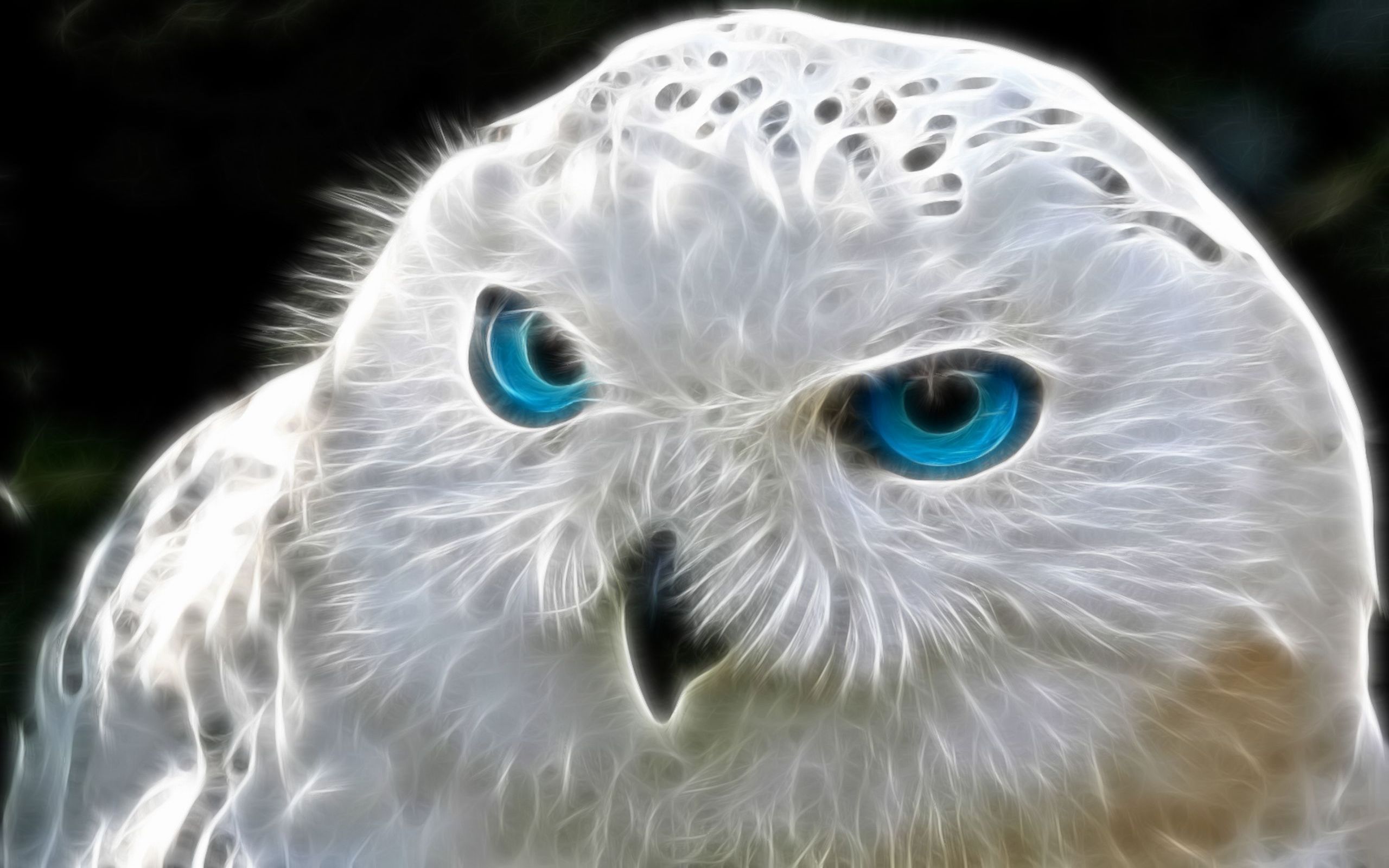 fond d'écran hibou hd,hibou,oiseau,harfang des neiges,oiseau de proie,œil