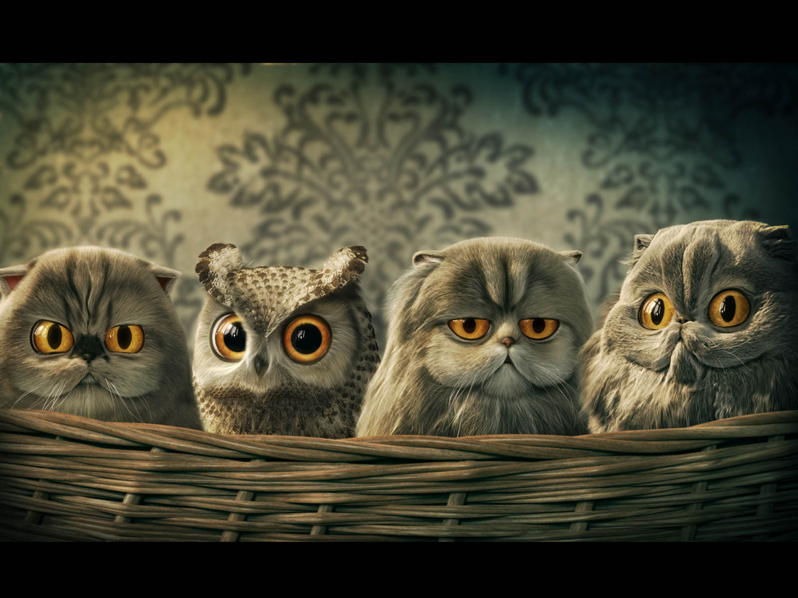 owl wallpaper hd,owl,cat,bird of prey,eastern screech owl,organism