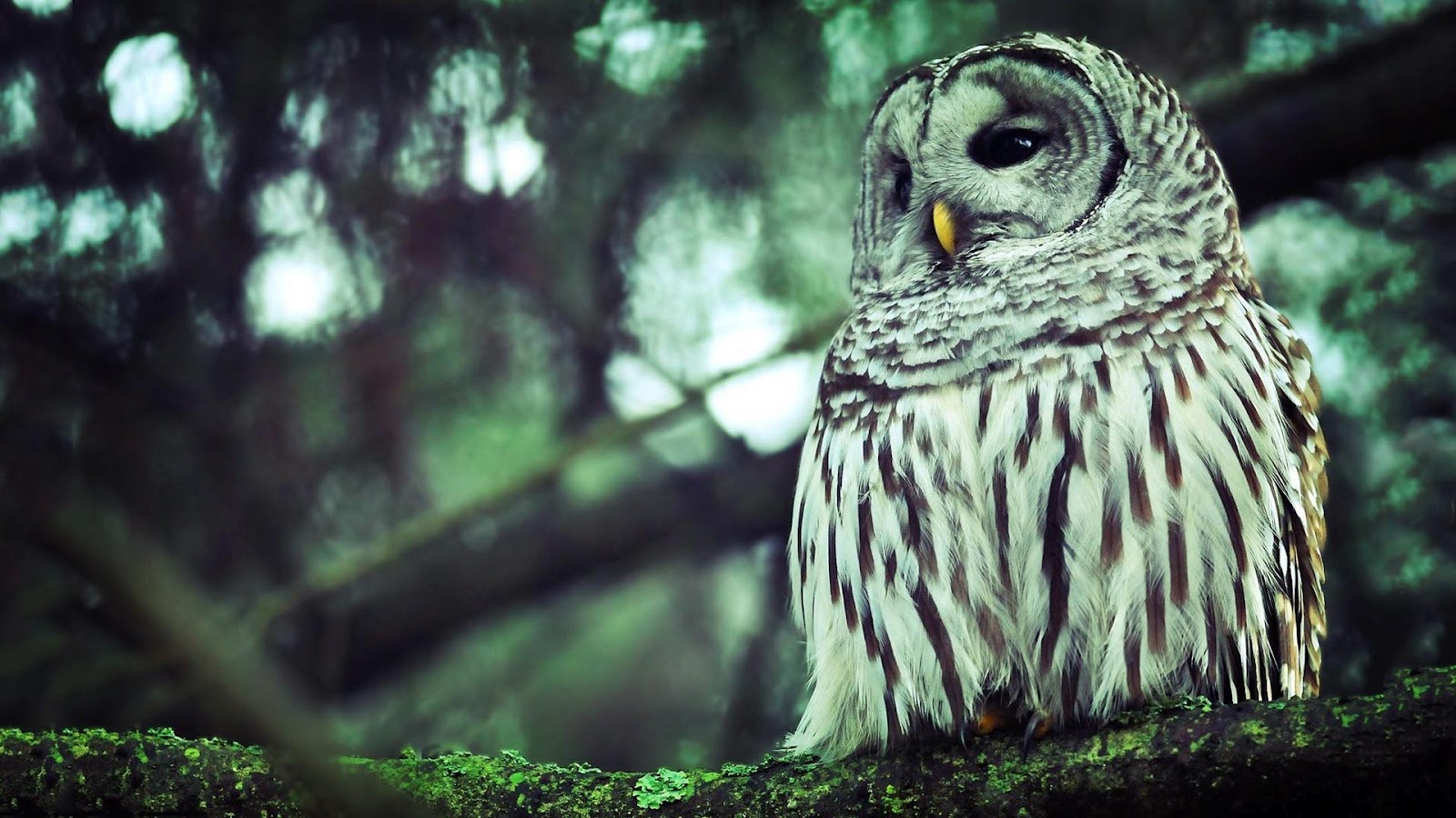 owl wallpaper hd,owl,great grey owl,bird,nature,bird of prey