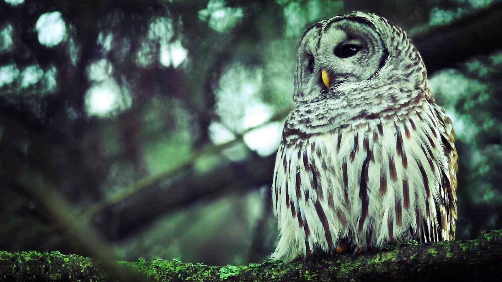 búho fondos de pantalla hd,búho,gran búho gris,pájaro,naturaleza,ave de rapiña