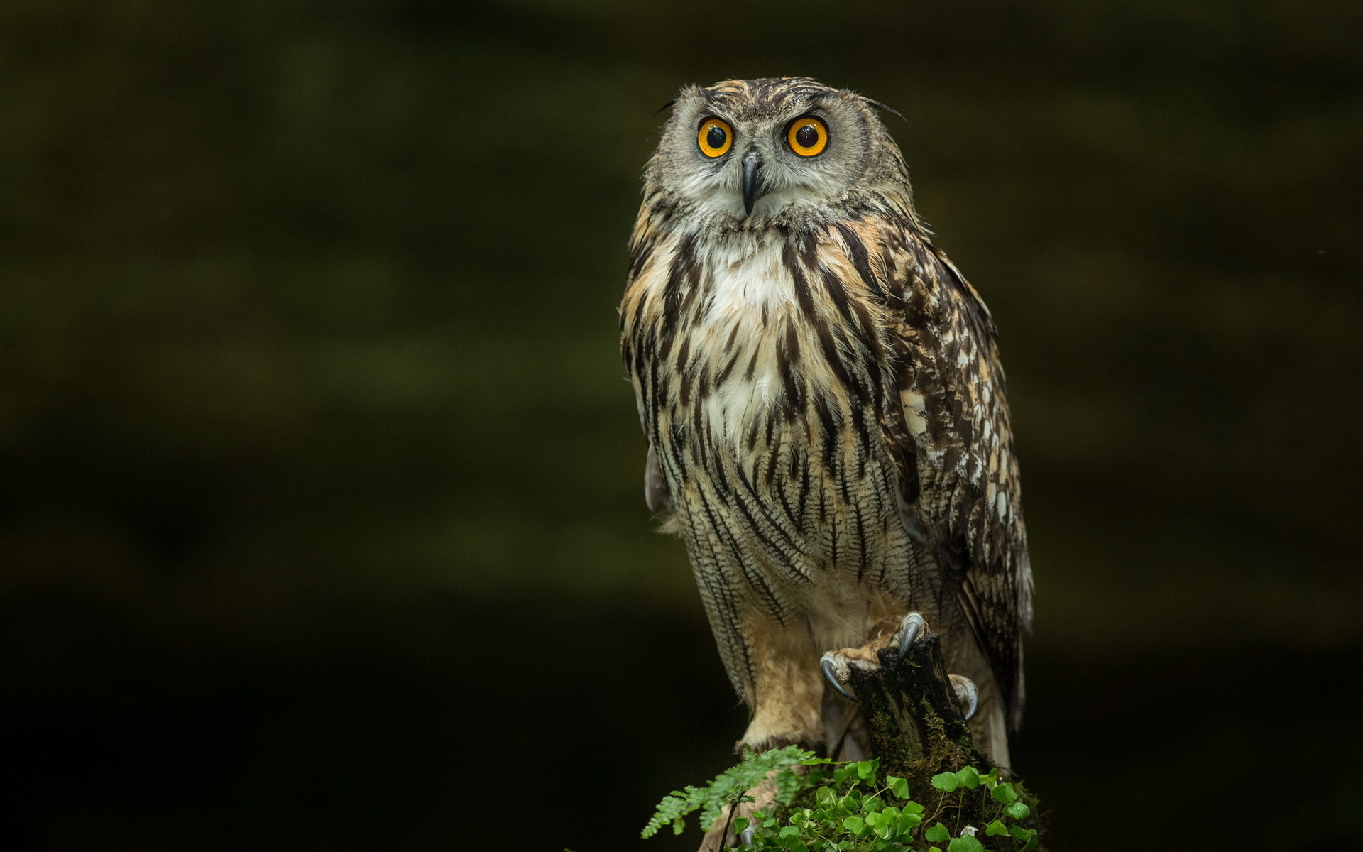 búho fondos de pantalla hd,búho,pájaro,ave de rapiña,fauna silvestre,gran búho gris