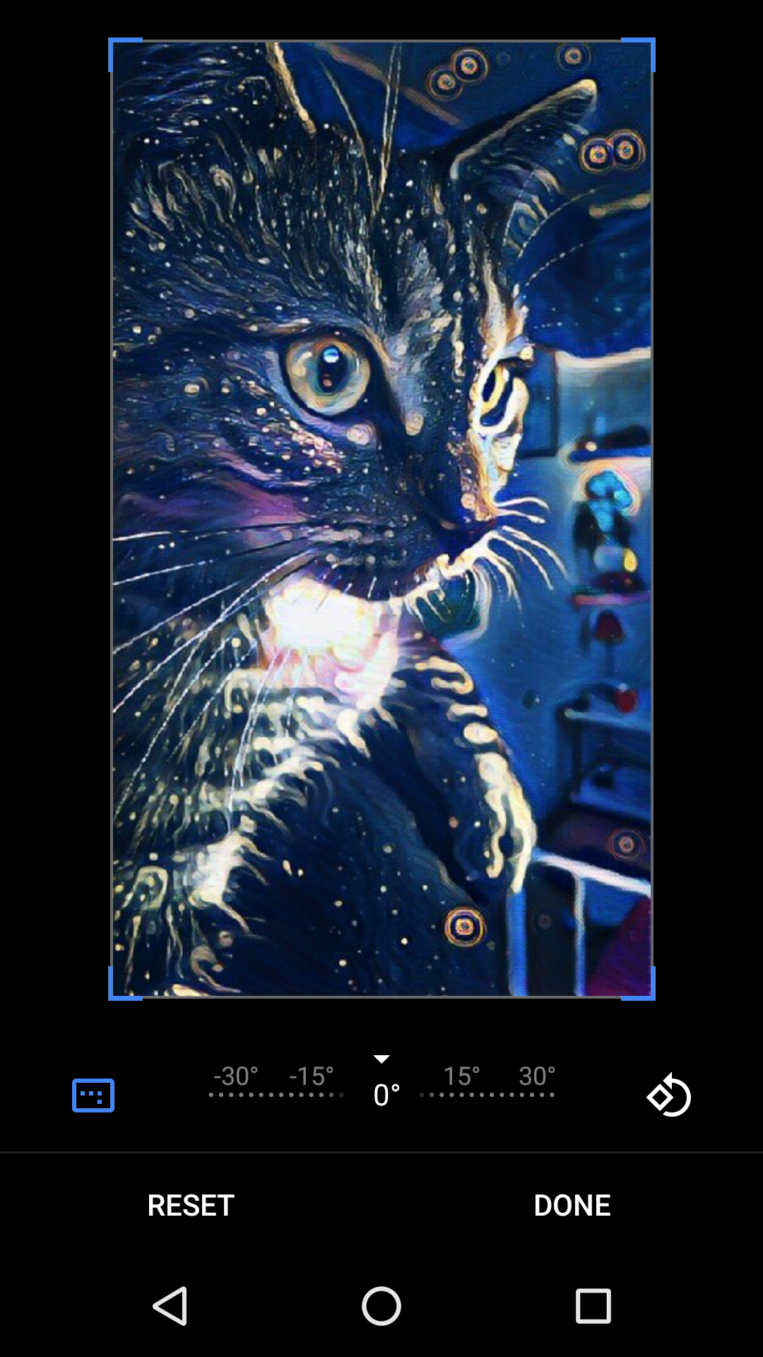 wallpaper for moto g4 plus,cat,whiskers,felidae,screenshot,small to medium sized cats