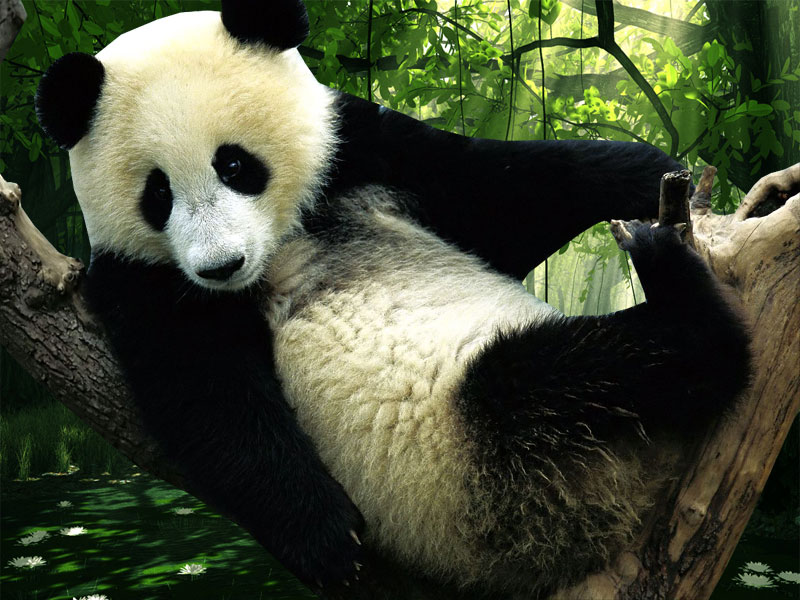 lindo fondo de pantalla de panda,panda,animal terrestre,hocico,selva