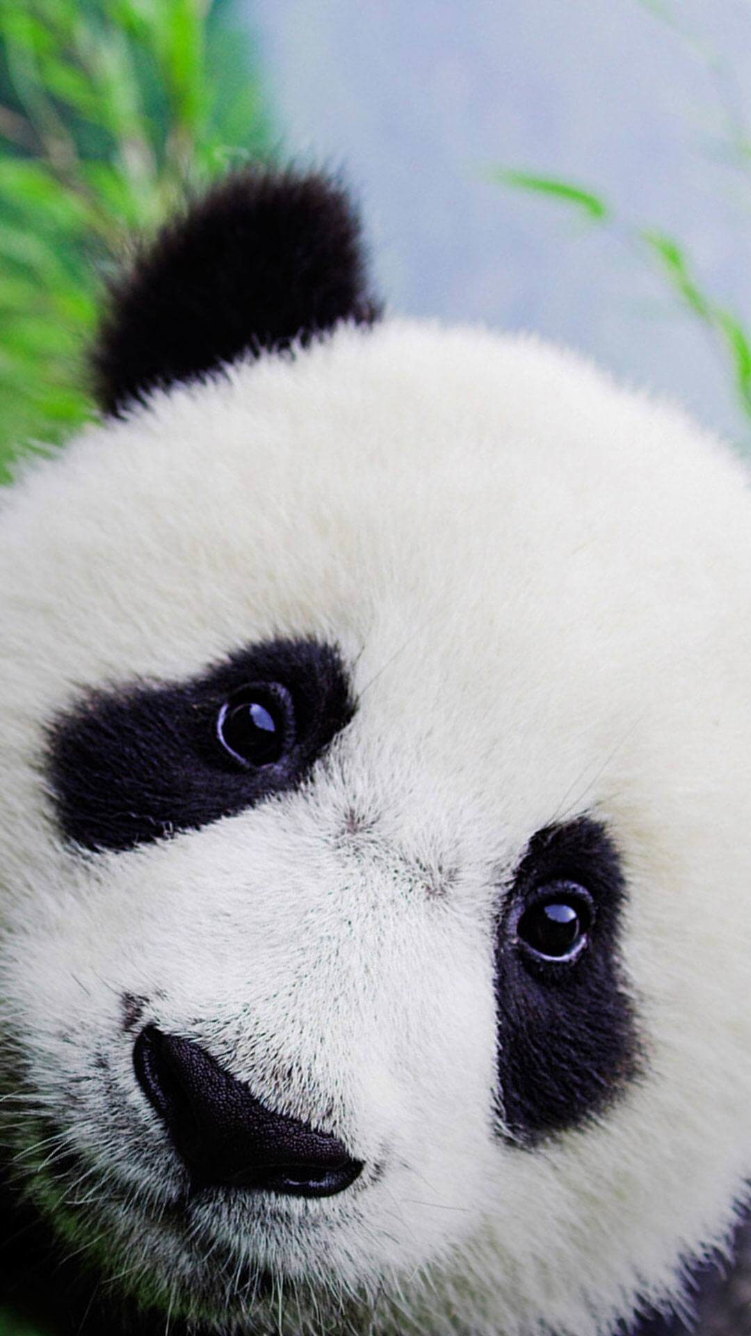 cute panda wallpaper,panda,vertebrate,nose,bear,snout