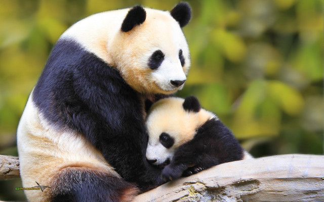 fond d'écran mignon panda,panda,animal terrestre,ours,museau