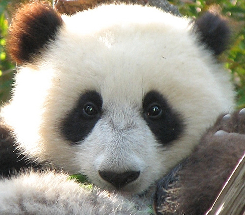 lindo fondo de pantalla de panda,panda,animal terrestre,hocico,cabeza,oso