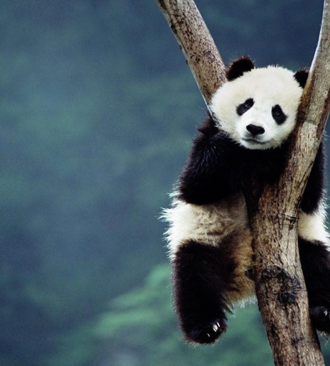 carta da parati carino panda,panda,animale terrestre,grugno,orso,panda rosso