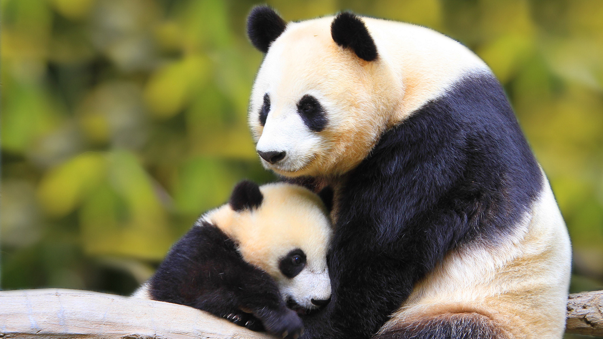 fond d'écran mignon panda,panda,animal terrestre,museau,ours