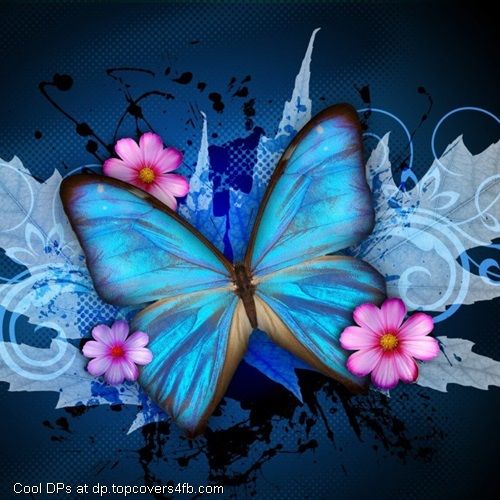 facebookのプロフィールのための美しい壁紙,バタフライ,昆虫,蛾と蝶,青い,ピンク