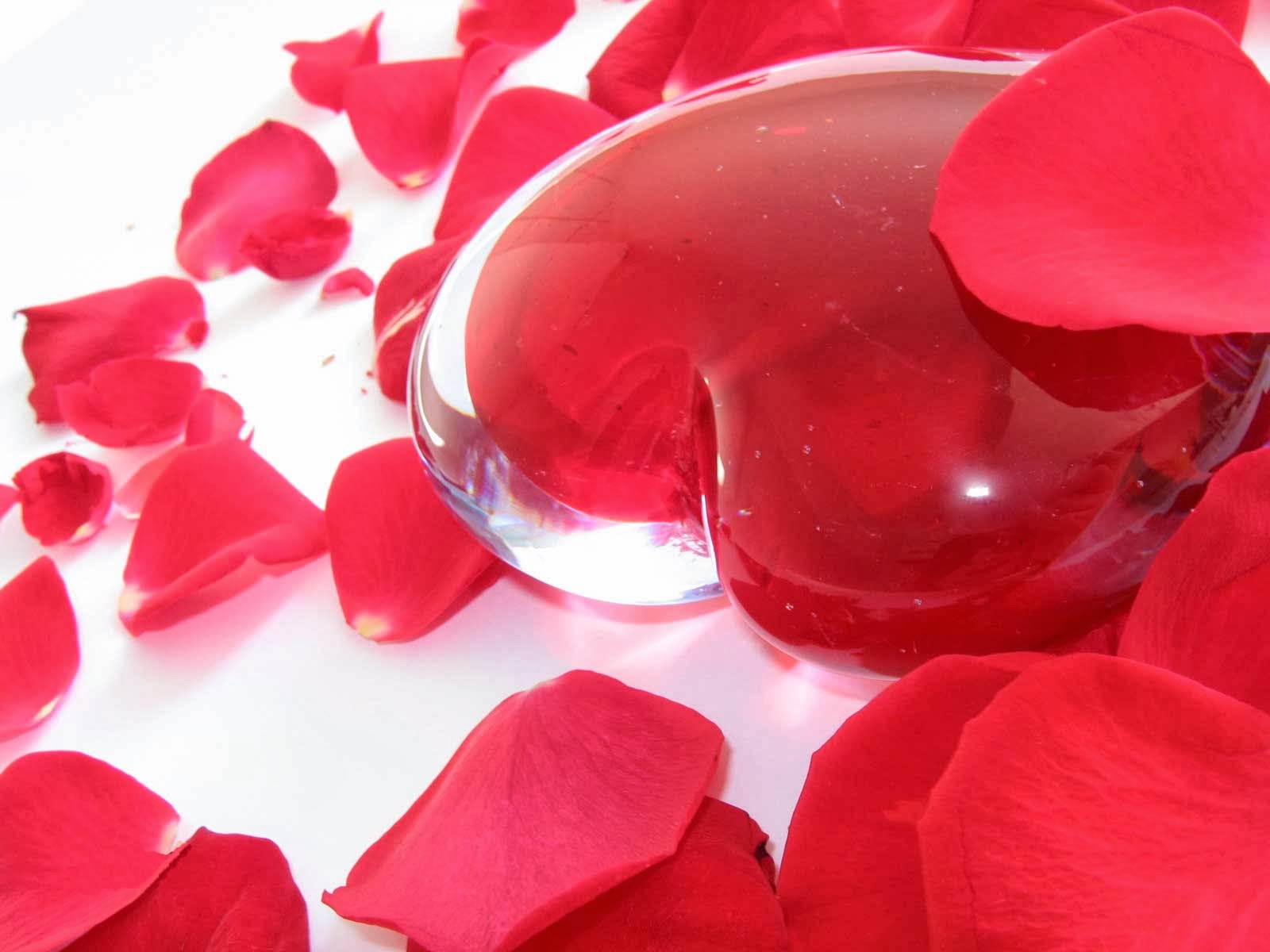하트 감동 벽지,꽃잎,빨간,분홍,장미,발렌타인 데이