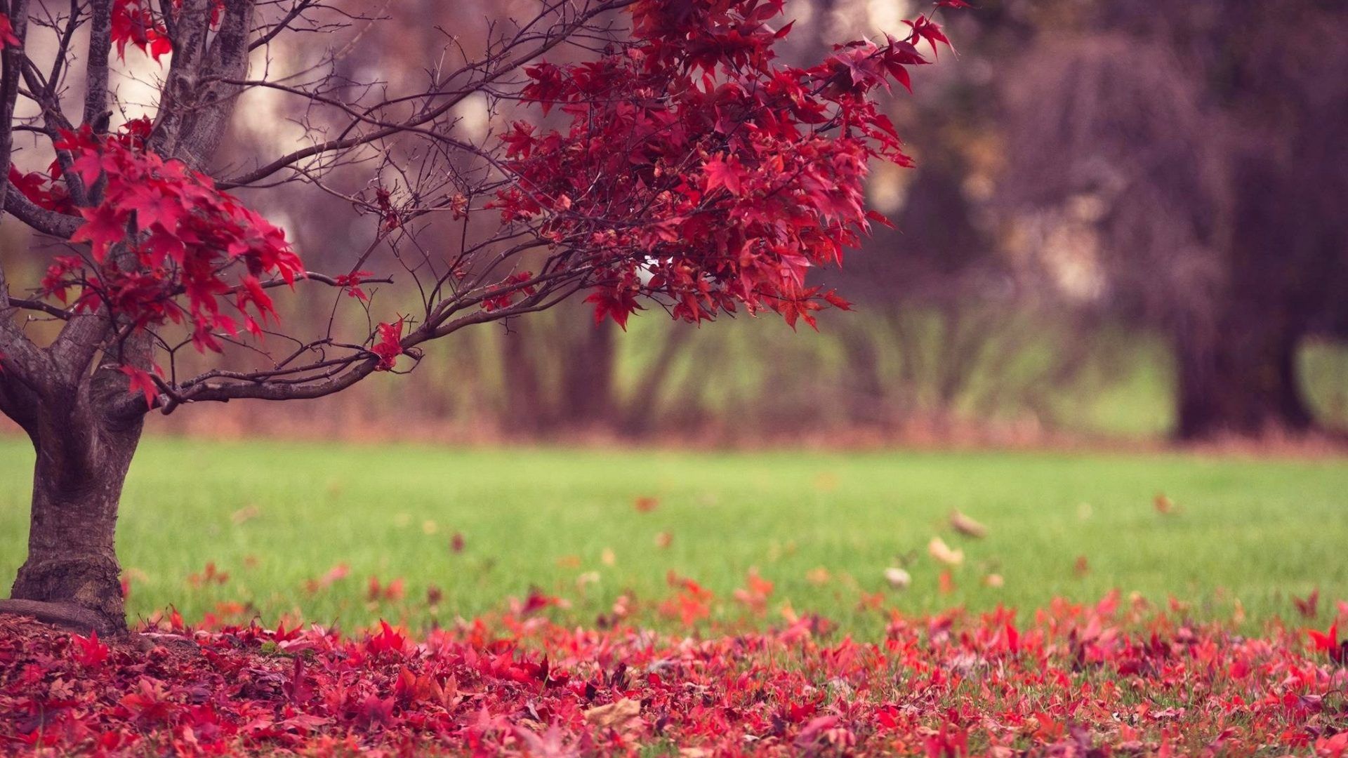 hd wallpaper for laptop full screen,red,tree,nature,spring,plant